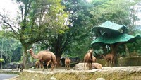 Onta di Taman Safari Indonesia (Citra Rahman - ACI)