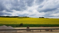 Ladang Canola di sepanjang perjalanan