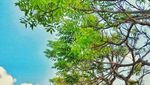 Sabu, Pulau di Indonesia yang Tidak Terima Uang Koin