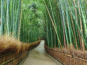 Sagano, Hutan Bambu yang Bersiul di Jepang