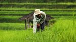 Sah! Subak Bali Jadi Warisan Dunia UNESCO