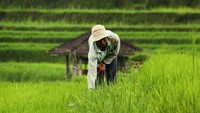 Sawah dengan Subak (Angela JA/dTraveler)