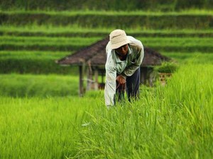 Sah! Subak Bali Jadi Warisan Dunia UNESCO
