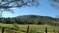 Pulau Letung