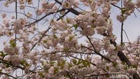 Kecantikan sakura di musim semi
