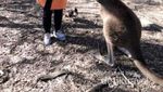 Salaman dengan Kanguru di Gumeracha, Australia