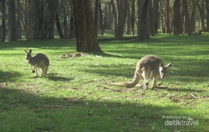 Salaman dengan Kanguru di Gumeracha, Australia