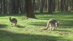 Salaman dengan Kanguru di Gumeracha, Australia