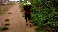 Saloi dipakai untuk membawa hasil kebun