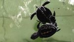 Sangalaki, Gudang Penyu Kepulauan Derawan