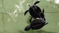 Tukik-tukik lucu yang baru menetas, ditampung di kolam sementara