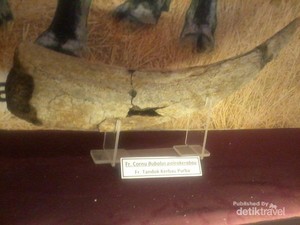 Sangiran, Museum Purbakala yang Jadi Warisan Dunia