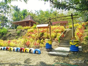 Sangiran Punya Kebun Bunga Secantik Ini