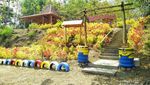 Sangiran Punya Kebun Bunga Secantik Ini