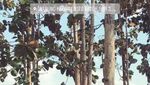 Santai Sambil Kulineran di Kebun Jati