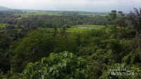 Hamparan sawah dari atas perbukitan