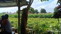 Pemandangan sekitar