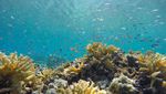 Satonda, Si Mungil Cantik dari Sumbawa