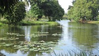 Teratai di Danau Cadika Pramuka