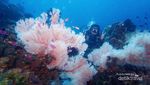 Satu Lagi Surga Diving di Sulawesi Utara