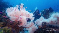 Salvador Dali Sponge, Mathildas Point (photo by: Aldi Pengan)