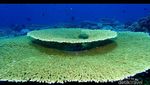 Satu Lagi Surga Diving di Sulawesi Utara