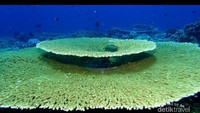Seafan, Sakau point (Photo by: Aldi pengan)