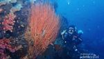 Satu Lagi Surga Diving di Sulawesi Utara