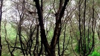 Pohon cemara di sekitar pantai