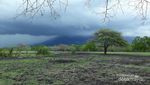 Savana Bekol, Little Africa di Situbondo