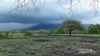 Savana Bekol