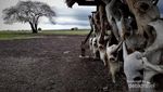 Savana Bekol, Little Africa di Situbondo