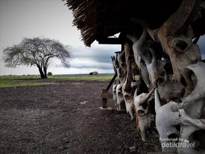 Savana Bekol, Little Africa di Situbondo