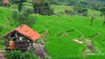 Sawah di Bali? Bukan, Ini di Purwakarta