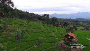 Sawah di Bali? Bukan, Ini di Purwakarta