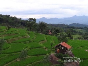 Sawah di Bali? Bukan, Ini di Purwakarta