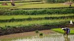 Sawah yang Cantik, Nggak Cuma Ada di Ubud!