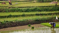 Aktivitas petani bercocok tanam, menjadi tontonan tersendiri (Ammang/detikNews)
