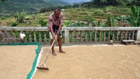 Seorang petani sedang menjemur gabah padi (Ammang/detikNews)