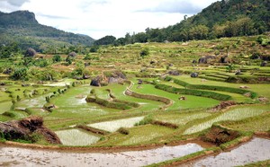 Sawah yang Cantik, Nggak Cuma Ada di Ubud!