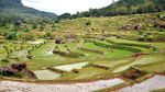 Sawah yang Cantik, Nggak Cuma Ada di Ubud!
