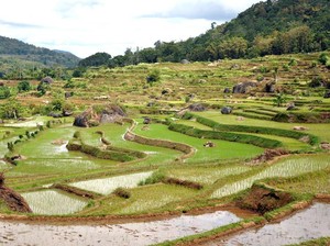 Sawah yang Cantik, Nggak Cuma Ada di Ubud!