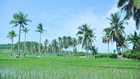 Hijaunya Desa Sawarna