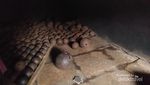Sebelum ke Amsterdam, Kunjungi Dulu Museum Fatahillah Jakarta