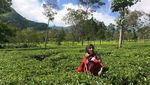 Sebelum ke Dieng, Coba Mampir ke Spot Cantik Ini