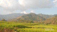 Sawah hijau menghampar di Desa Moni