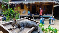 Suasana di depan rumah tinggal di Kampung Gajeboh