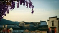 Pohon Wisteria dengan background Rumah-rumah penduduk desa Hongcun