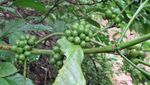 Secangkir Kopi di Belitung, Lebih Dari Sekadar Kopi