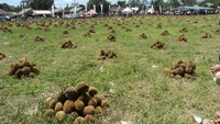 Belasan ribu buah durian telah disiapkan oleh panitia